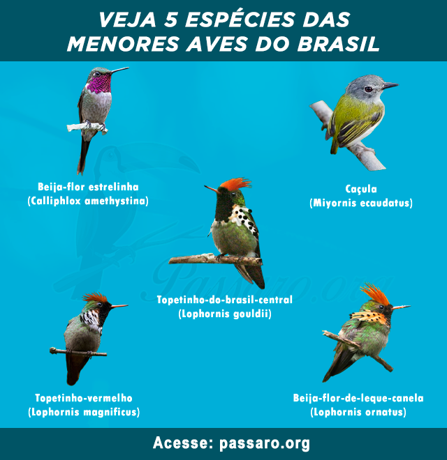 menores aves do Brasil