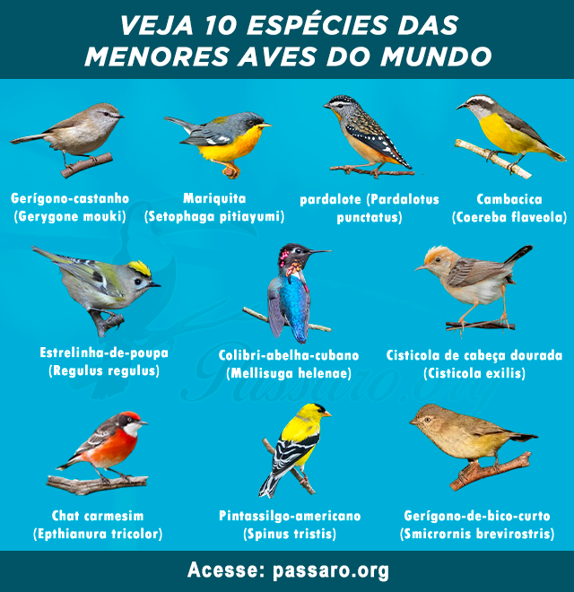 menores aves do mundo