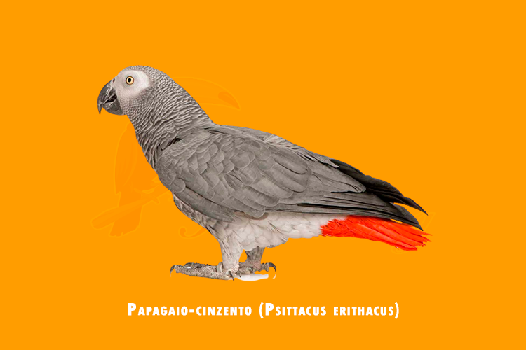 papagaio-cinzento (psittacus erithacus)