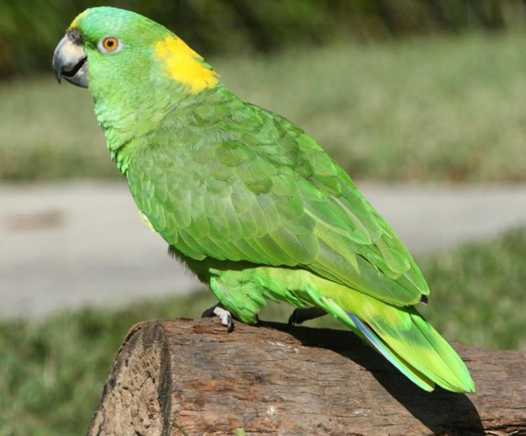 papagaio-de-nuca-amarela (2)