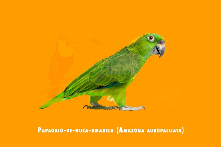 papagaio-de-nuca-amarela (amazona auropalliata)