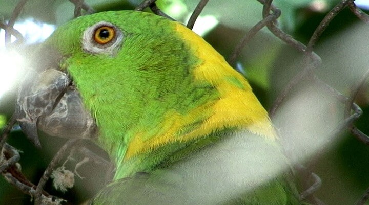 papagaio-de-nuca-amarela