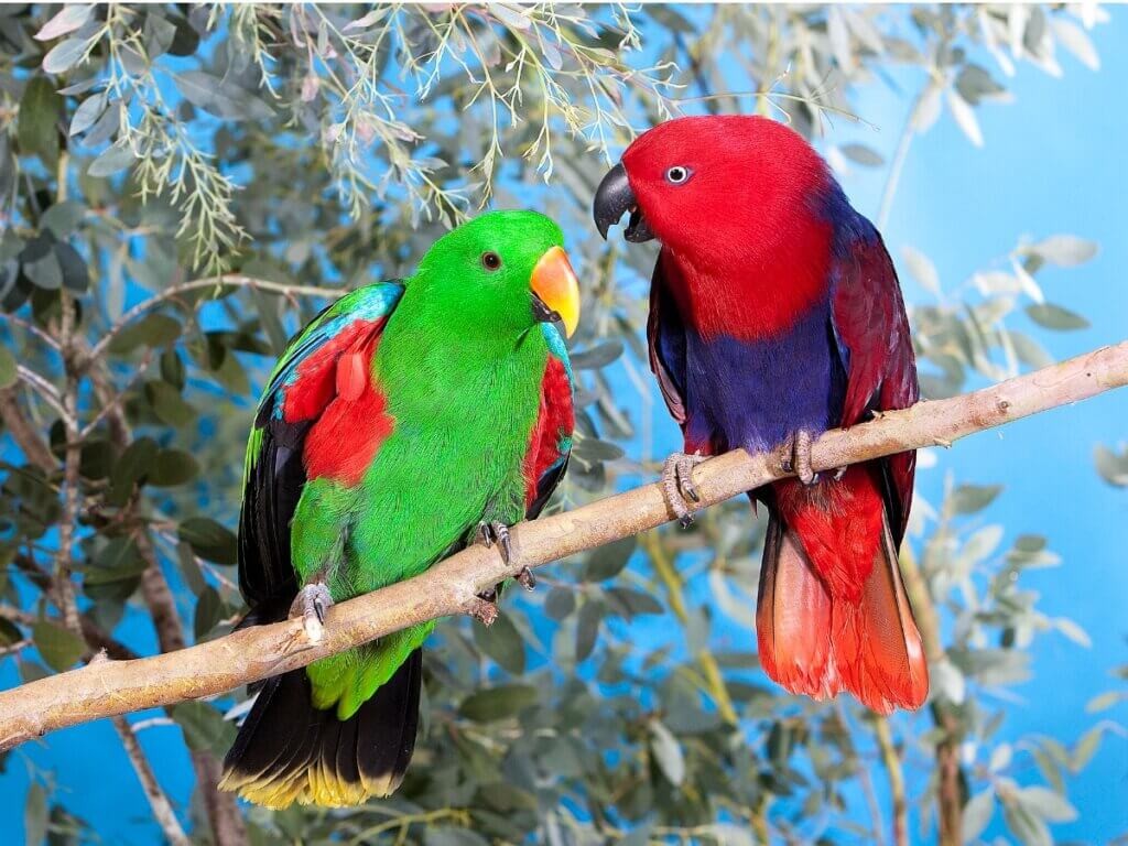 papagaio-eclectus-casal