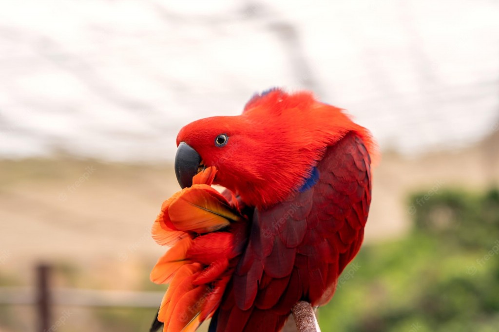 papagaio-ecletus