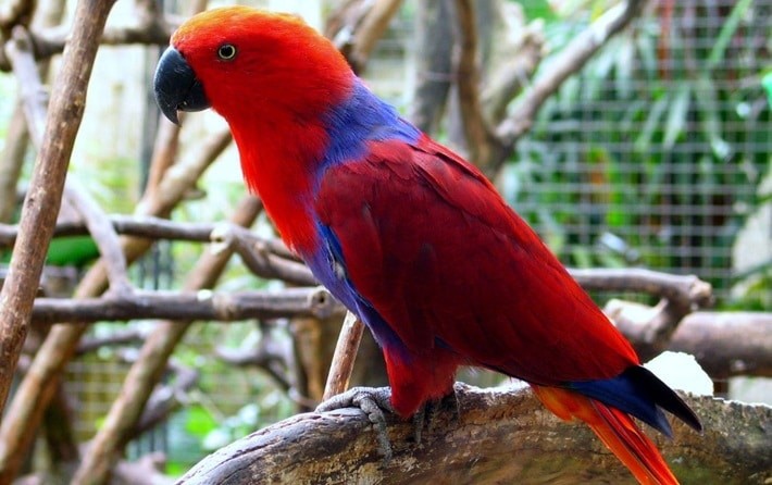 papagaio-ecletus
