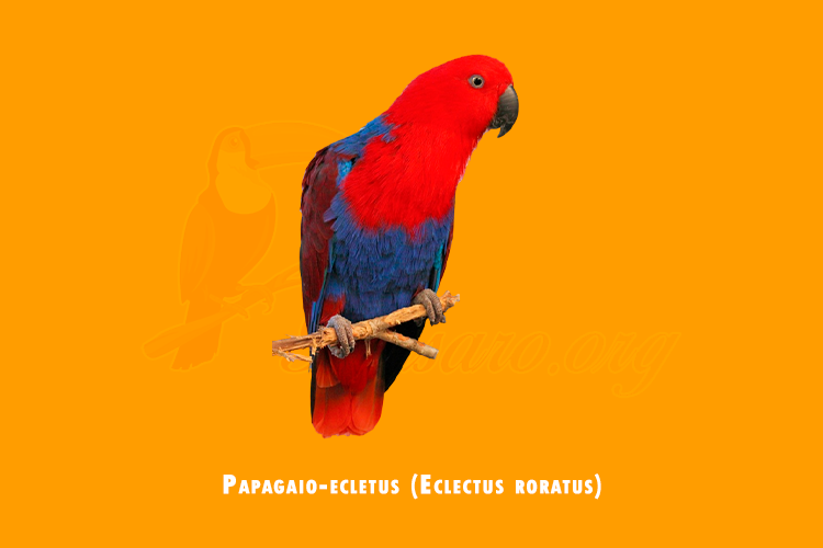 papagaio-ecletus ( eclectus roratus)