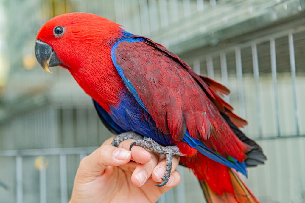 papagaio-ecletus femea