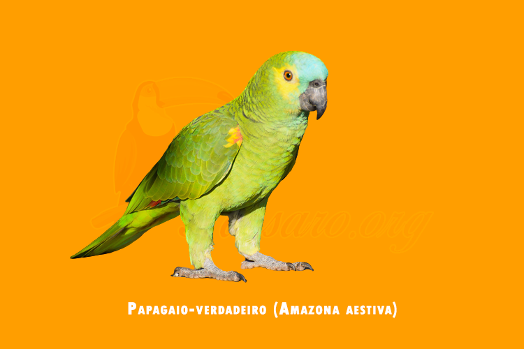 papagaio-verdadeiro (amazona aestiva)