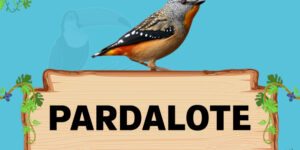 pardalote