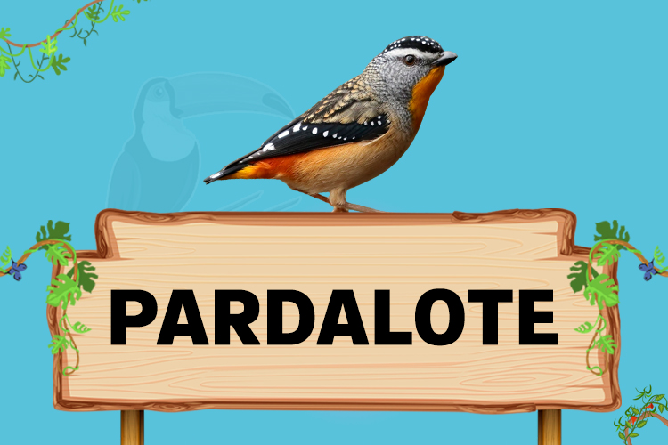 pardalote