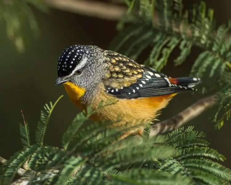 pardalote 