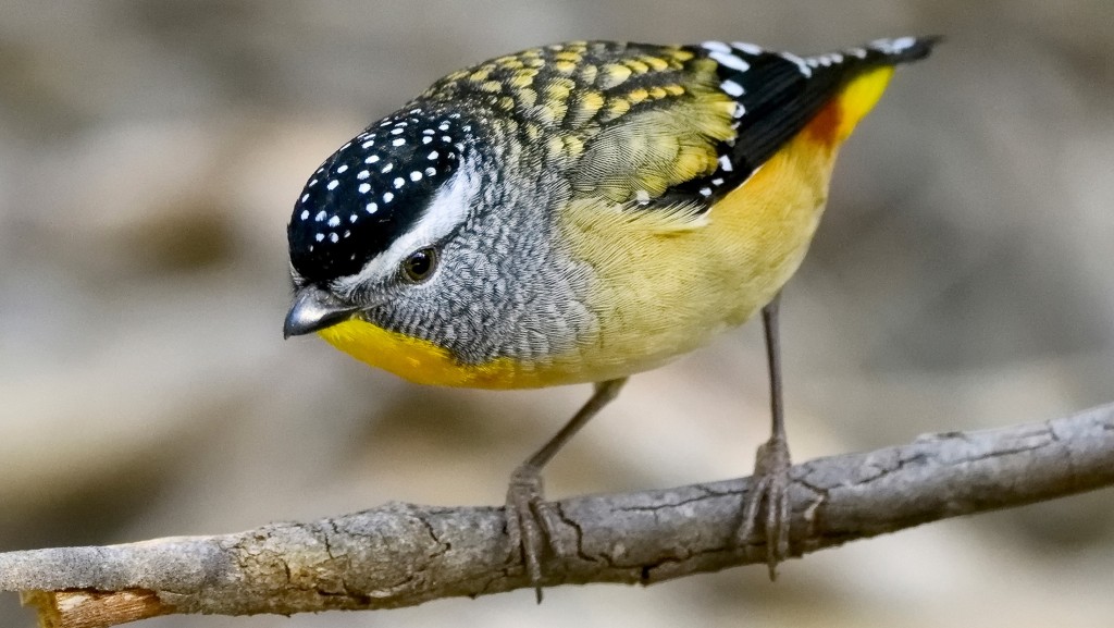 pardalote 