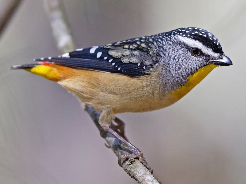 pardalote 