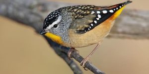 pardalote