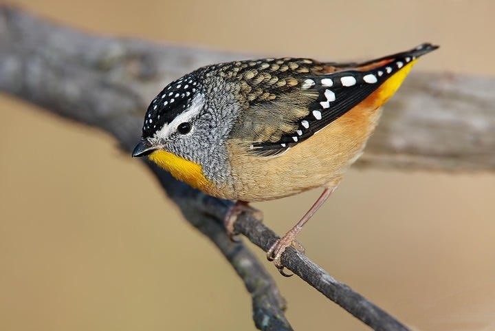 pardalote 