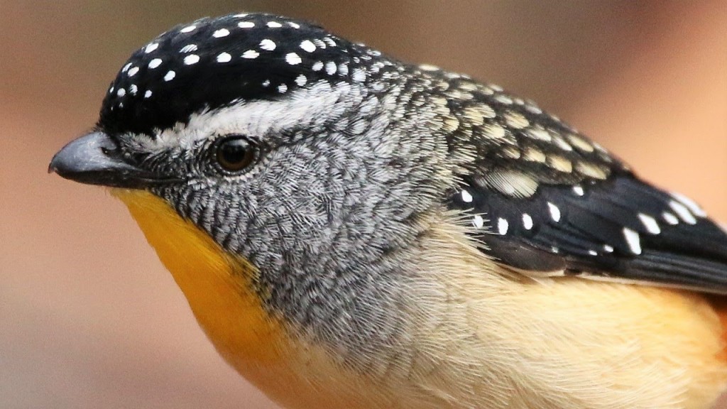 pardalote 