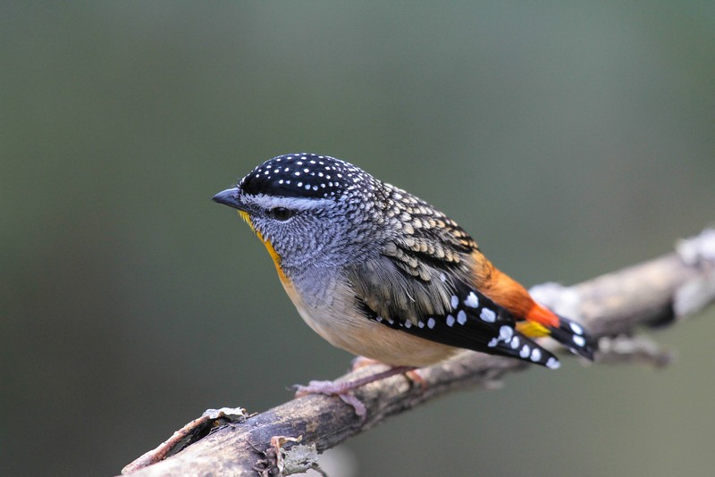 pardalote 