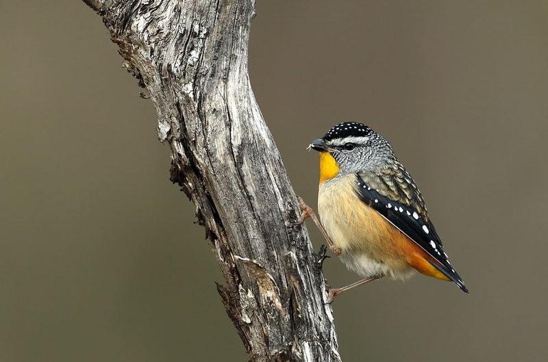 pardalote 