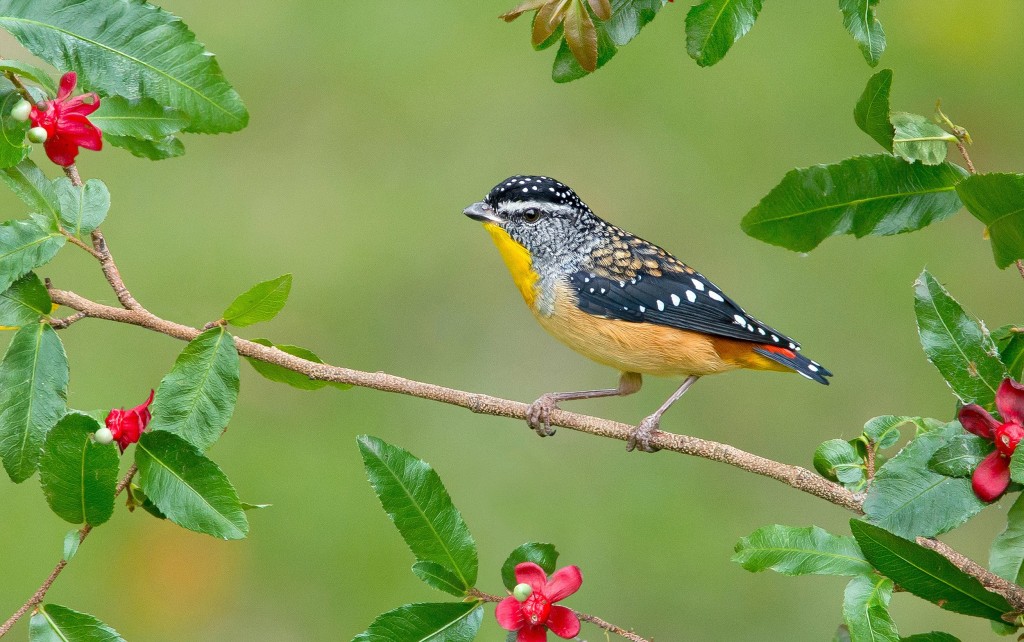 pardalote 