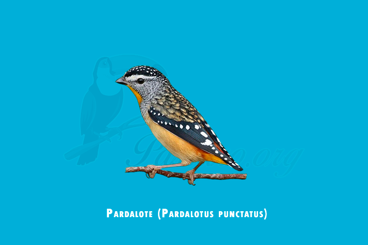 pardalote (pardalotus punctatus)