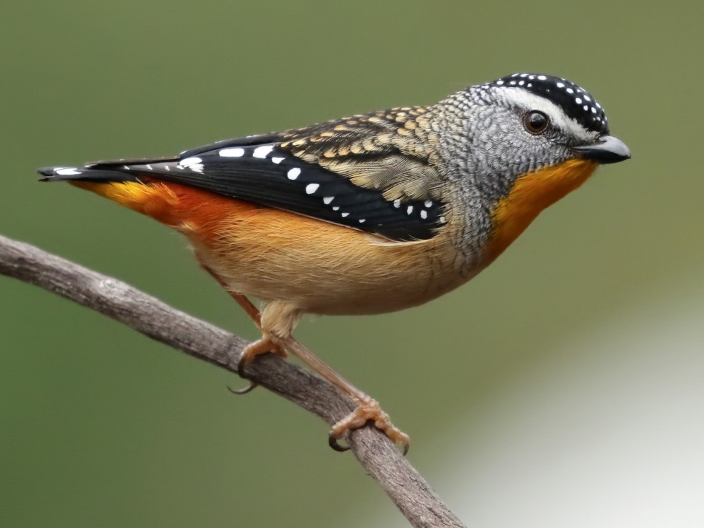 pardalote 