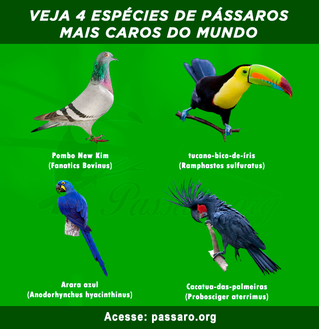 passaros mais caros do mundo