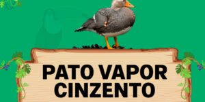 pato vapor cinzento