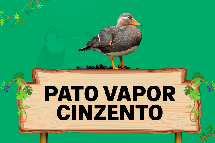 pato vapor cinzento