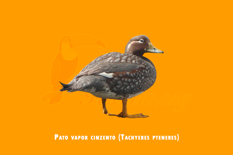 pato vapor cinzento (tachyeres pteneres)