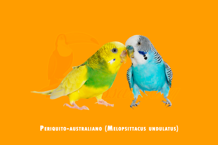 periquito-australiano (melopsittacus undulatus)