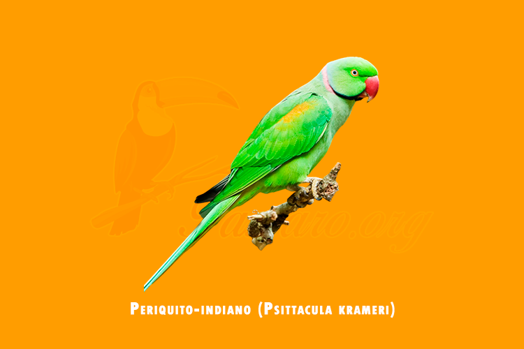 periquito-indiano ( psittacula krameri)