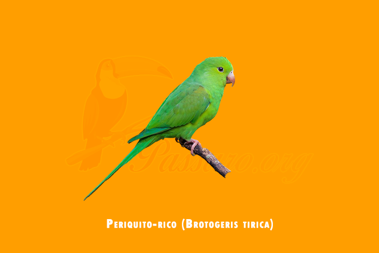 periquito-rico (brotogeris tirica)