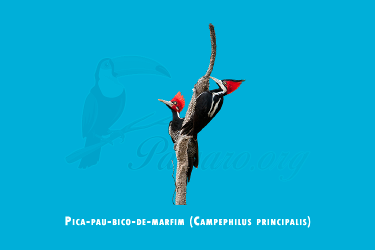 pica-pau-bico-de-marfim (campephilus principalis)