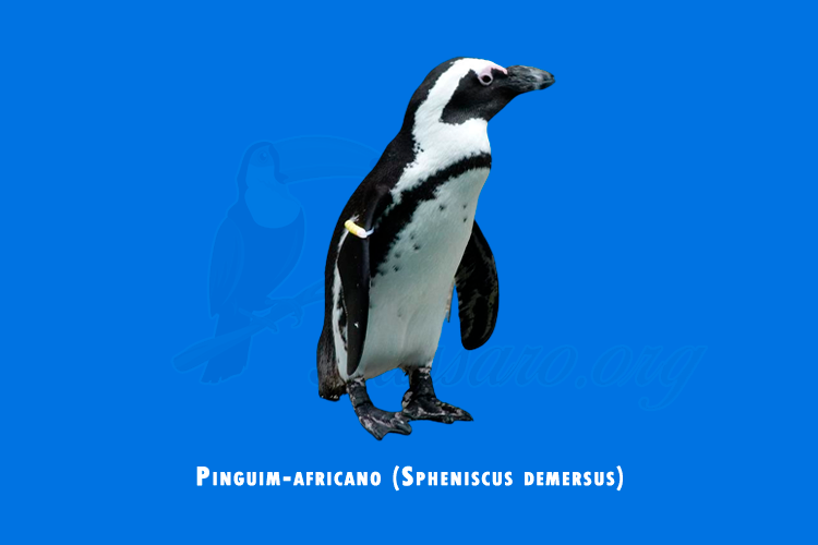 pinguim-africano (apheniscus demersus)