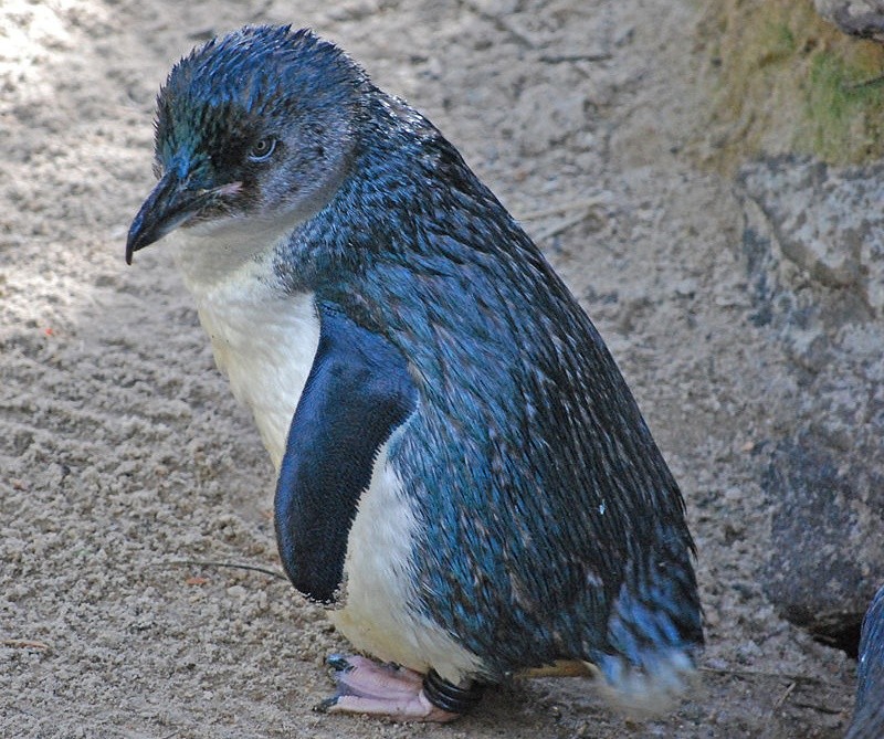 pinguim-azul