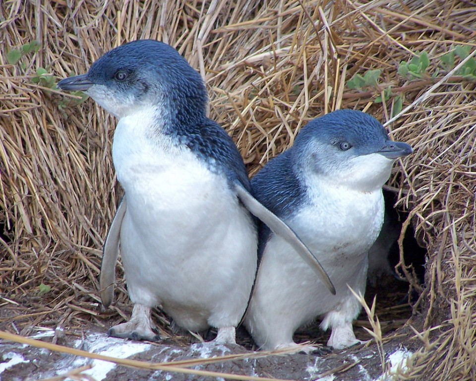 pinguim-azul