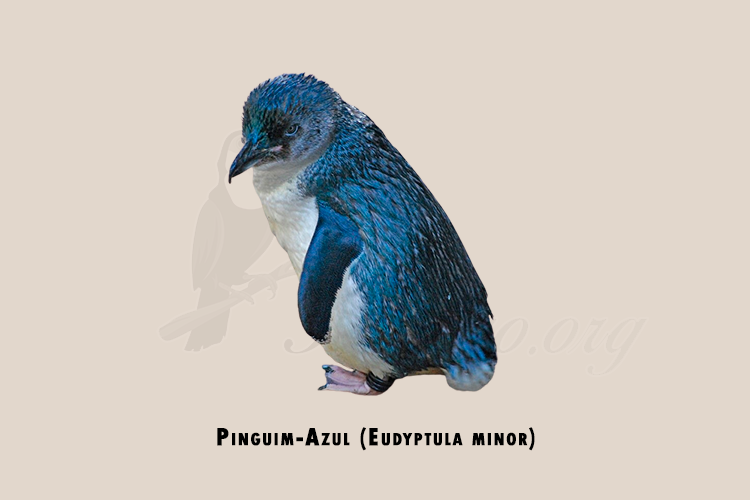 pinguim-azul (eudyptula minor)