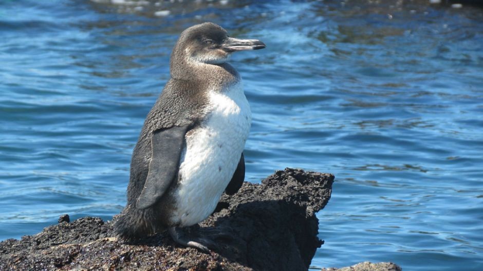 pinguim-das-galapagos