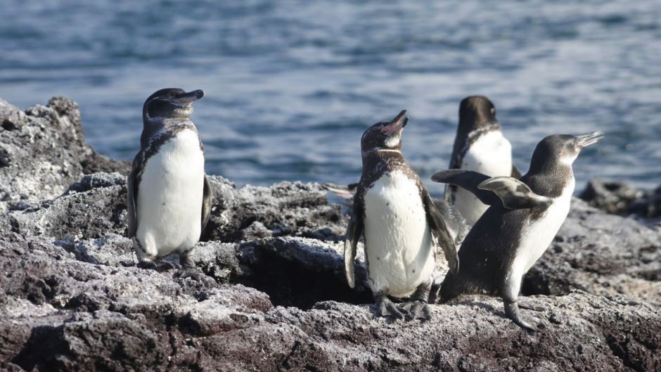 pinguim-das-galapagos