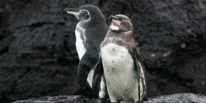 pinguim-das-galapagos