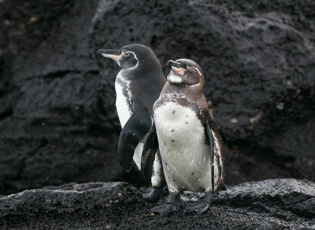 pinguim-das-galapagos