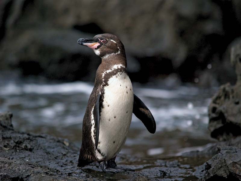 pinguim-das-galapagos