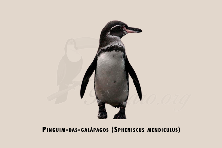 pinguim-das-galapagos (spheniscus mendiculus)