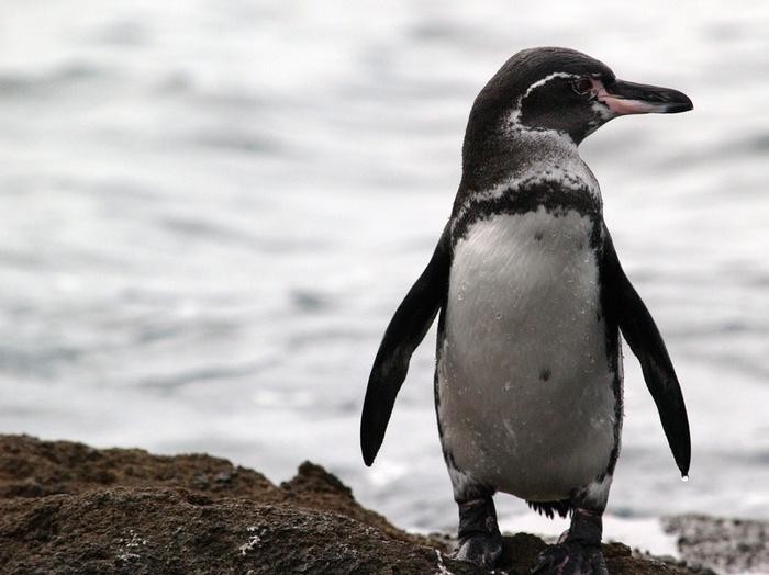 pinguim-das-galapagos