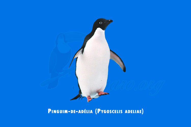 pinguim-de-adelia ( pygoscelis adeliae)