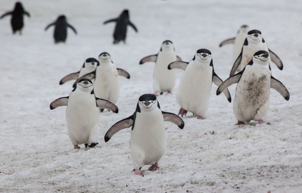 pinguim de barbicha