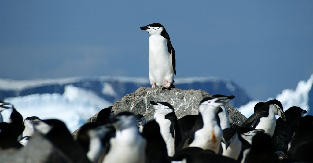 pinguim de barbicha