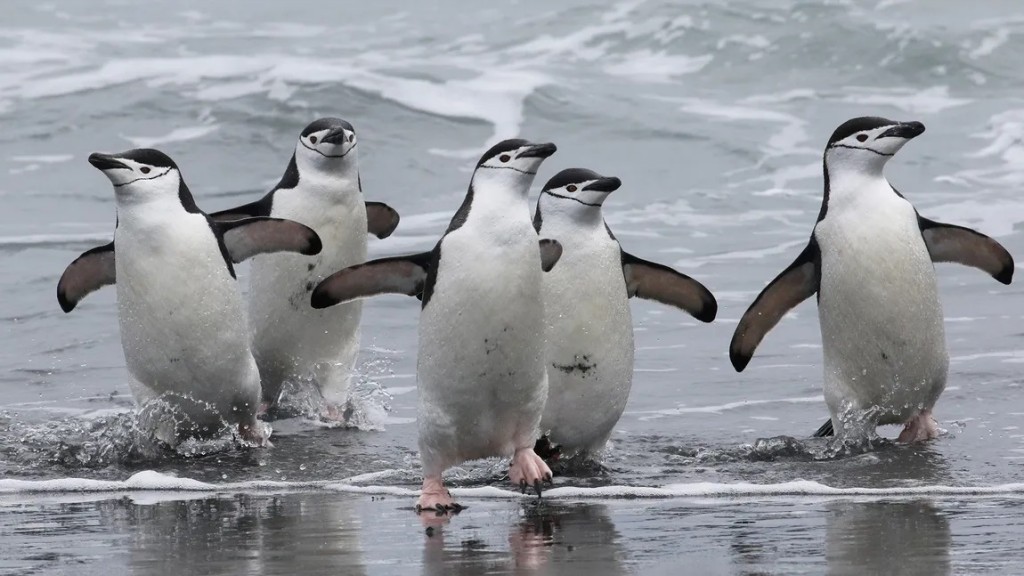 pinguim de barbicha