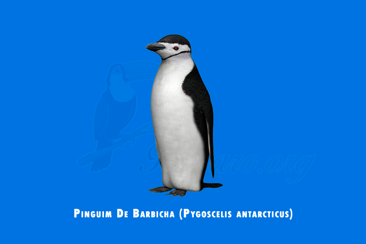 pinguim de barbicha (pygoscelis antarcticus)