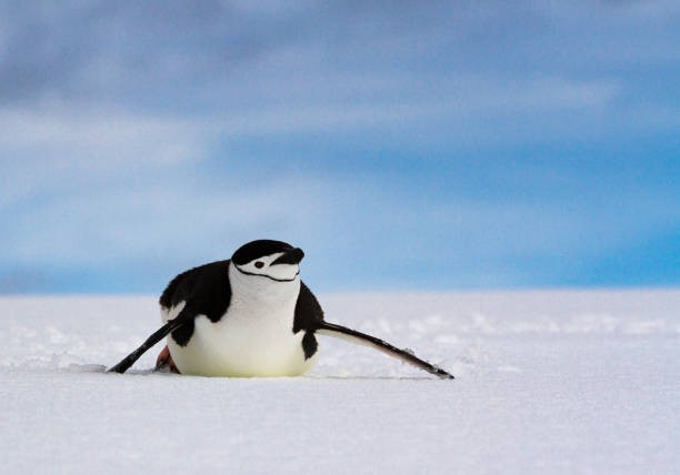 pinguim de barbicha